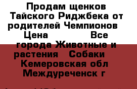 Продам щенков Тайского Риджбека от родителей Чемпионов › Цена ­ 30 000 - Все города Животные и растения » Собаки   . Кемеровская обл.,Междуреченск г.